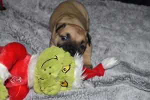 American Pit Bull Terrier