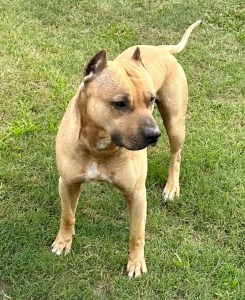 American Pit Bull Terrier