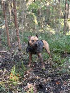 American Pit Bull Terrier