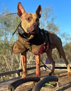 American Pit Bull Terrier